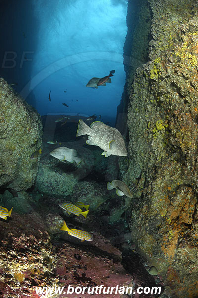 Malpelo, Columbia, Pacific ocean, Dermatolepis dermatolepis, Dermatolepis, Serranidae, Leather bass, Grouper, Fish, Reef, Wall, Cave