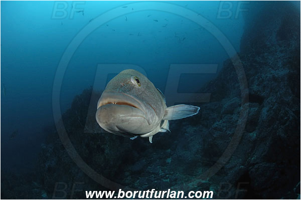 Malpelo, Columbia, Pacific ocean, Mycteroperca olfax, Mycteroperca, Serranidae, Sailfin Grouper, Grouper, Fish, Reef, Portrait