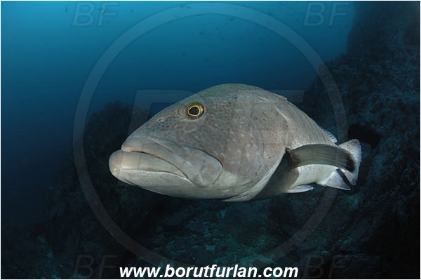 Malpelo, Columbia, Pacific ocean, Mycteroperca olfax, Mycteroperca, Serranidae, Sailfin Grouper, Grouper, Fish, Reef, Portrait
