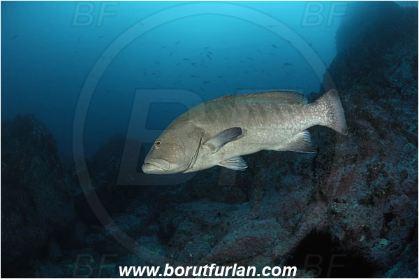Malpelo, Columbia, Pacific ocean, Mycteroperca olfax, Mycteroperca, Serranidae, Sailfin Grouper, Grouper, Fish, Reef