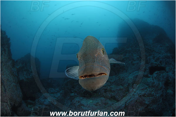 Malpelo, Columbia, Pacific ocean, Mycteroperca olfax, Mycteroperca, Serranidae, Sailfin Grouper, Grouper, Fish, Reef, Portrait