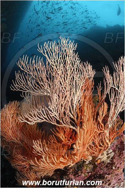 Malpelo, Columbia, Pacific ocean, Gorgoniidae, Anthozoa, Cnidaria, Cnidarian, Sea fan, Gorgonian, Reef, Wall, Canyon