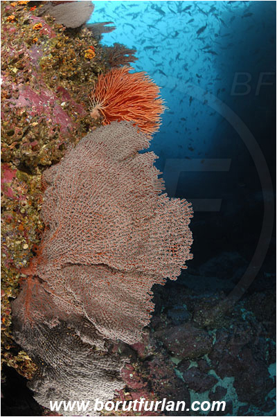 Malpelo, Columbia, Pacific ocean, Pacifigorgia sp., Pacifigorgia, Gorgoniidae, Anthozoa, Cnidaria, Cnidarian, Sea fan, Gorgonian, Reef, Wall, Canyon
