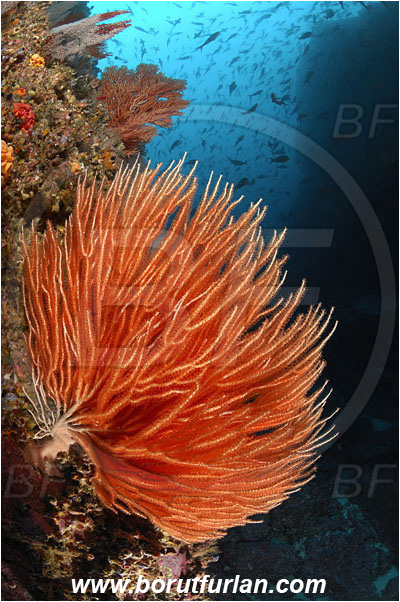 Malpelo, Columbia, Pacific ocean, Gorgoniidae, Anthozoa, Cnidaria, Cnidarian, Sea fan, Gorgonian, Reef, Wall, Canyon