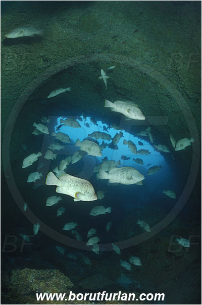 Malpelo, Columbia, Pacific ocean, Dermatolepis dermatolepis, Dermatolepis, Serranidae, Leather bass, Grouper, Fish, Fish school, Reef, Cave