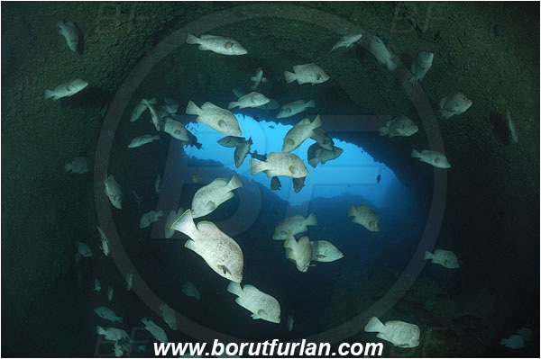 Malpelo, Columbia, Pacific ocean, Dermatolepis dermatolepis, Dermatolepis, Serranidae, Leather bass, Grouper, Fish, Fish school, Reef, Cave