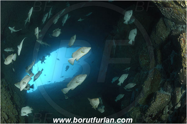 Malpelo, Columbia, Pacific ocean, Dermatolepis dermatolepis, Dermatolepis, Serranidae, Leather bass, Grouper, Fish, Fish school, Reef, Cave