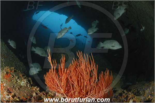 Malpelo, Columbia, Pacific ocean, Dermatolepis dermatolepis, Dermatolepis, Serranidae, Leather bass, Grouper, Fish, Fish school, Reef, Cave, Gorgonian