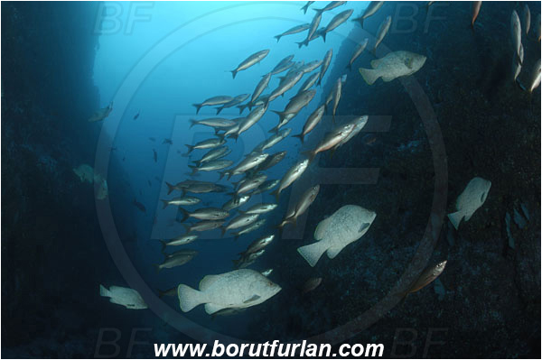 Malpelo, Columbia, Pacific ocean, Dermatolepis dermatolepis, Dermatolepis, Serranidae, Leather bass, Grouper, Fish, Lutjanus jordani, Lutjanus, Lutjanidae, Jordan