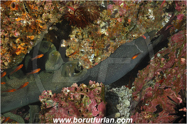 Malpelo, Columbia, Pacific ocean, Gymnothorax dovii, Gymnothorax, Muraenidae, Fine-spotted moray, Moray
