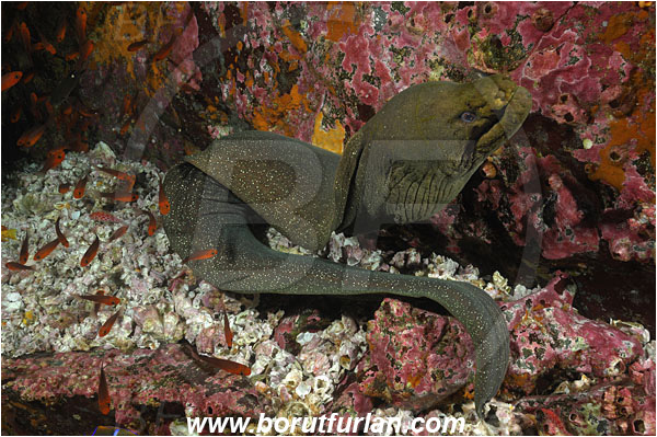 Malpelo, Columbia, Pacific ocean, Gymnothorax dovii, Gymnothorax, Muraenidae, Fine-spotted moray, Moray