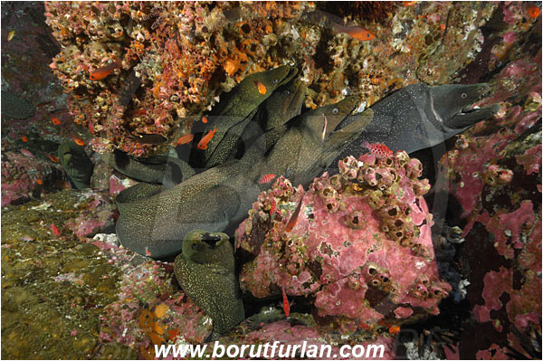 Malpelo, Columbia, Pacific ocean, Gymnothorax dovii, Gymnothorax, Muraenidae, Fine-spotted moray, Moray
