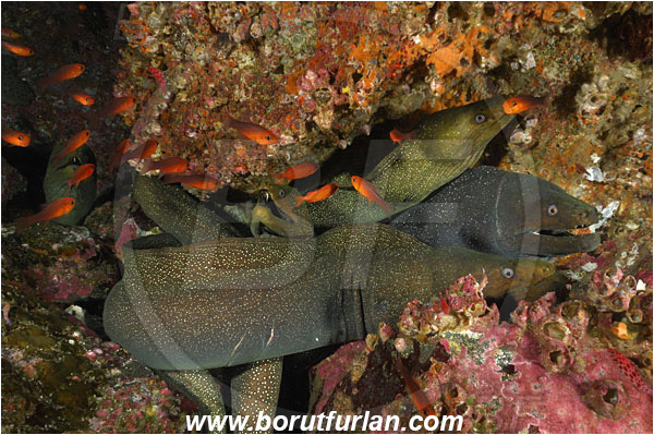 Malpelo, Columbia, Pacific ocean, Gymnothorax dovii, Gymnothorax, Muraenidae, Fine-spotted moray, Moray