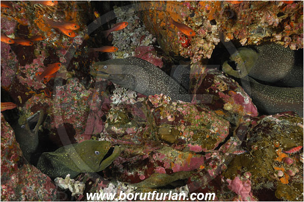 Malpelo, Columbia, Pacific ocean, Gymnothorax dovii, Gymnothorax, Muraenidae, Fine-spotted moray, Moray