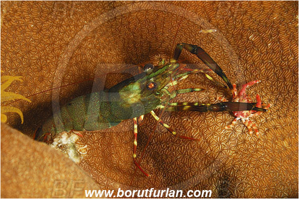 Malpelo, Columbia, Pacific ocean, Brachycarpus sp., Brachycarpus, Palaemonidae, Decapoda, Shrimp, Crustacea, Crustacean, Feeding