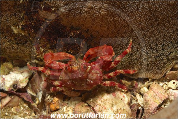Malpelo, Columbia, Pacific ocean, Decapoda, Crab, Crustacea, Crustacean, Unidentified