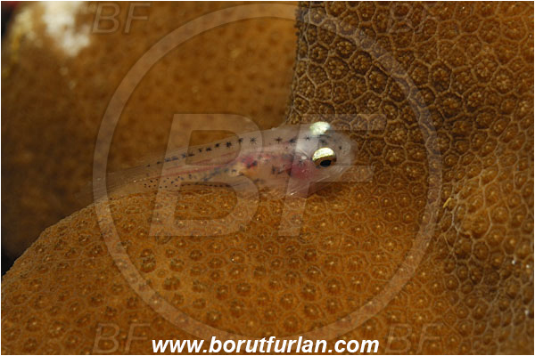 Malpelo, Columbia, Pacific ocean, Gobiesocidae, Clingfish, Fish, Juvenile, Unidentified