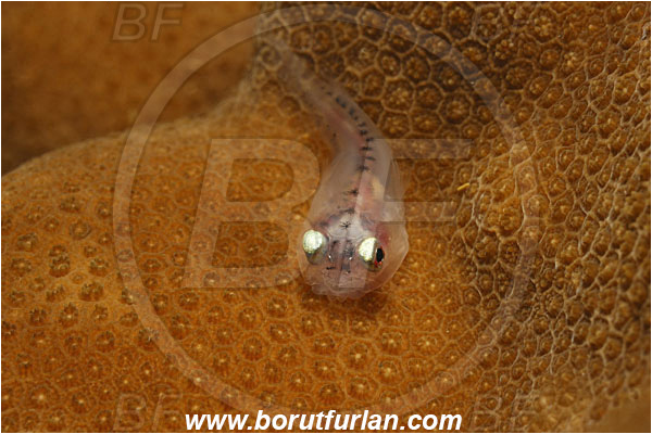 Malpelo, Columbia, Pacific ocean, Gobiesocidae, Clingfish, Fish, Juvenile, Unidentified