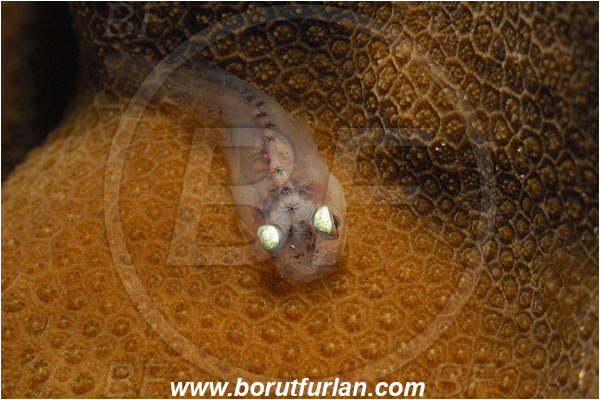 Malpelo, Columbia, Pacific ocean, Gobiesocidae, Clingfish, Fish, Juvenile, Unidentified