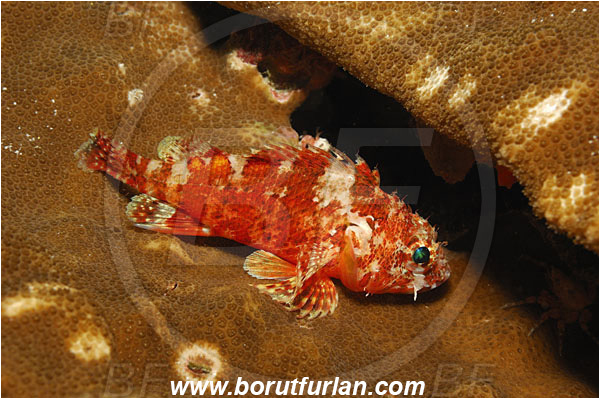 Malpelo, Columbia, Pacific ocean, Scorpaenodes xyris, Scorpaenodes, Scorpaenidae, Rainbow scorpionfish, Scorpionfish, Fish