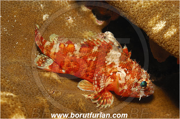 Malpelo, Columbia, Pacific ocean, Scorpaenodes xyris, Scorpaenodes, Scorpaenidae, Rainbow scorpionfish, Scorpionfish, Fish