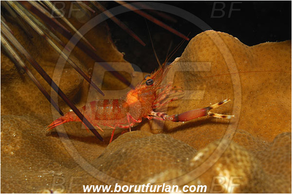 Malpelo, Columbia, Pacific ocean, Brachycarpus sp., Brachycarpus, Palaemonidae, Decapoda, Shrimp, Crustacea, Crustacean
