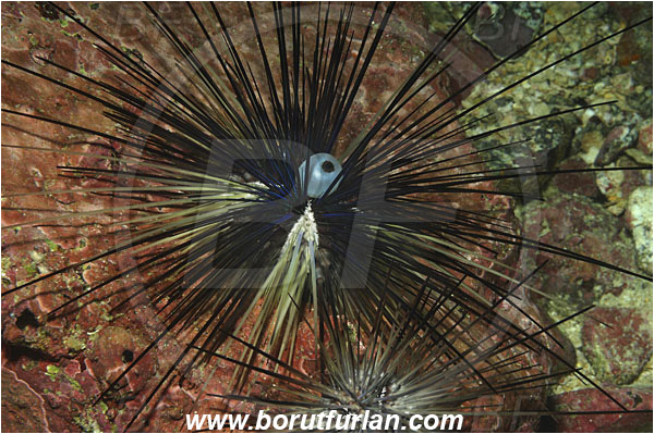 Malpelo, Columbia, Pacific ocean, Diadema mexicanum, Diadema, Diadematidae, Mexican diadema, Sea Urchin, Echinoidea, Echinodermata, Echinoderm