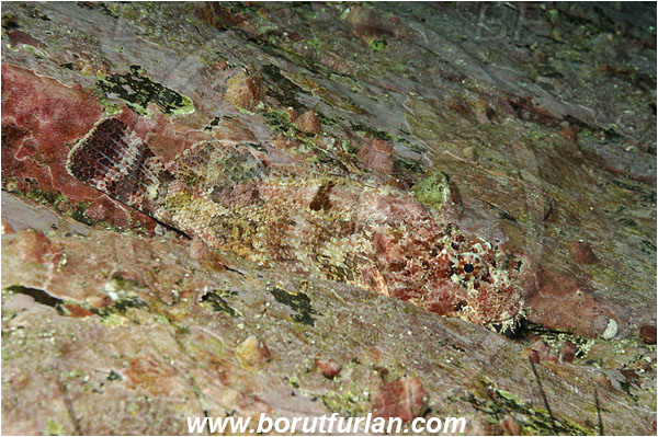 Malpelo, Columbia, Pacific ocean, Scorpaena mystes, Scorpaena, Scorpaenidae, Pacific spotted scorpionfish, Scorpionfish, Fish