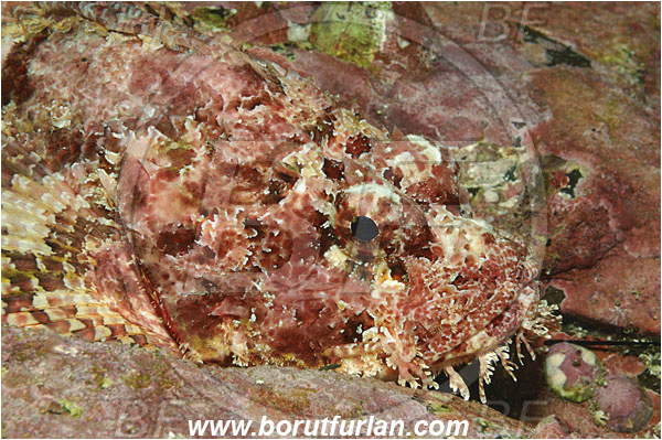 Malpelo, Columbia, Pacific ocean, Scorpaena mystes, Scorpaena, Scorpaenidae, Pacific spotted scorpionfish, Scorpionfish, Fish, Portrait