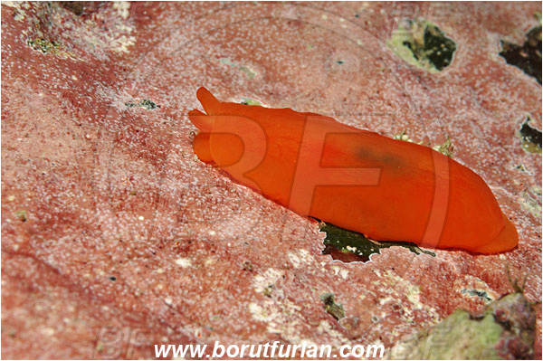 Malpelo, Columbia, Pacific ocean, Berthellina engeli, Berthellina, Pleurobranchidae, Nudibranch, Sea slug, Gastropoda, Mollusca, Mollusc