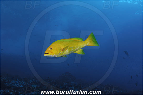 Malpelo, Columbia, Pacific ocean, Mycteroperca olfax, Mycteroperca, Serranidae, Sailfin Grouper, Grouper, Fish, Reef, Yellow variant
