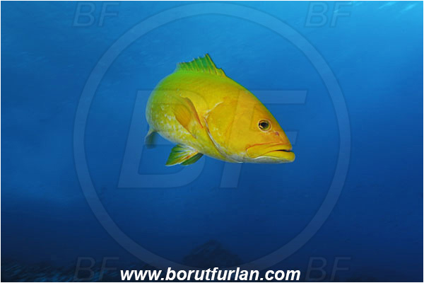 Malpelo, Columbia, Pacific ocean, Mycteroperca olfax, Mycteroperca, Serranidae, Sailfin Grouper, Grouper, Fish, Yellow variant