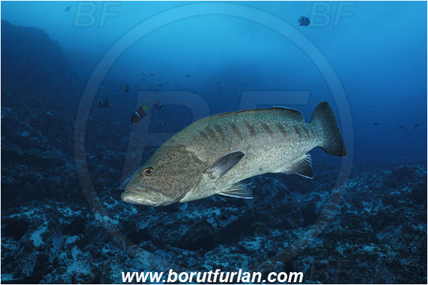 Malpelo, Columbia, Pacific ocean, Mycteroperca olfax, Mycteroperca, Serranidae, Sailfin Grouper, Grouper, Fish, Reef