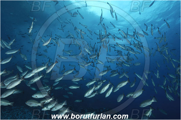 Malpelo, Columbia, Pacific ocean, Lutjanus jordani, Lutjanus, Lutjanidae, Jordan