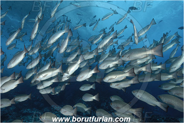 Malpelo, Columbia, Pacific ocean, Lutjanus jordani, Lutjanus, Lutjanidae, Jordan