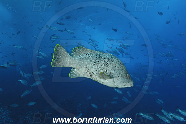 Malpelo, Columbia, Pacific ocean, Dermatolepis dermatolepis, Dermatolepis, Serranidae, Leather bass, Grouper, Fish, Lutjanus jordani, Lutjanus, Lutjanidae, Jordan