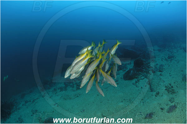 Malpelo, Columbia, Pacific ocean, Lutjanus inermis, Lutjanus, Lutjanidae, Golden snapper, Snapper, Fish, Fish school