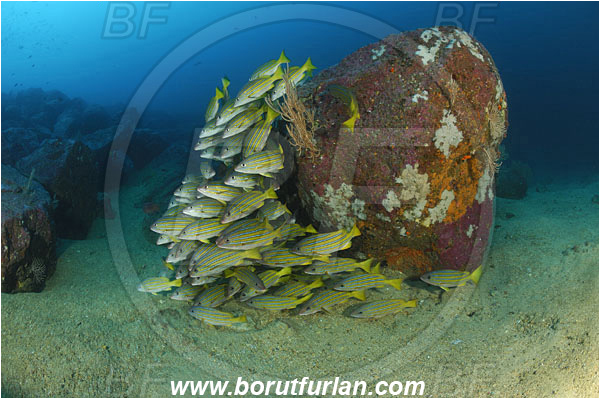 Malpelo, Columbia, Pacific ocean, Lutjanus viridis, Lutjanus, Lutjanidae, Blue and gold snapper, Snapper, Fish, Fish school, Reef