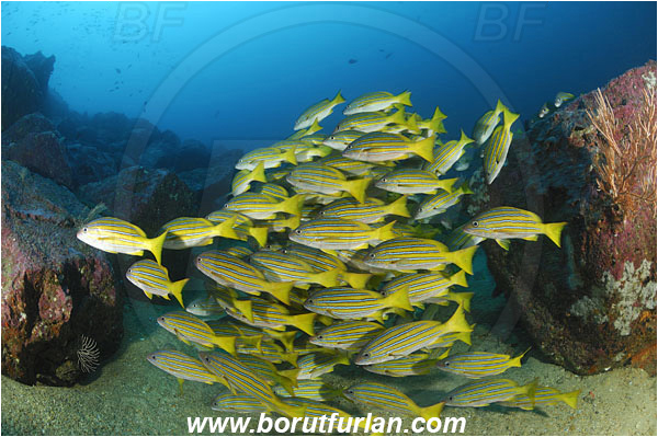 Malpelo, Columbia, Pacific ocean, Lutjanus viridis, Lutjanus, Lutjanidae, Blue and gold snapper, Snapper, Fish, Fish school, Reef
