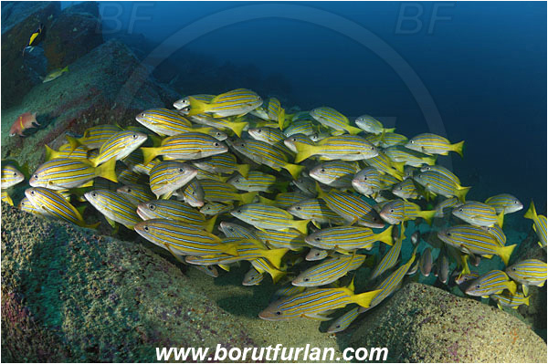 Malpelo, Columbia, Pacific ocean, Lutjanus viridis, Lutjanus, Lutjanidae, Blue and gold snapper, Snapper, Fish, Fish school, Reef