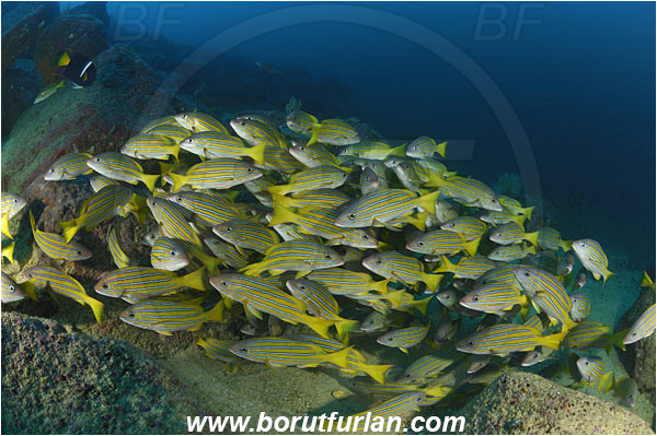 Malpelo, Columbia, Pacific ocean, Lutjanus viridis, Lutjanus, Lutjanidae, Blue and gold snapper, Snapper, Fish, Fish school, Reef