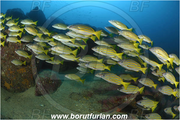 Malpelo, Columbia, Pacific ocean, Lutjanus viridis, Lutjanus, Lutjanidae, Blue and gold snapper, Snapper, Fish, Fish school, Reef