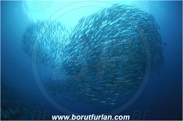 Malpelo, Columbia, Pacific ocean, Sphyraena idiastes, Sphyraena, Sphyraenidae, Pelican barracuda, Barracuda, Fish, Fish school