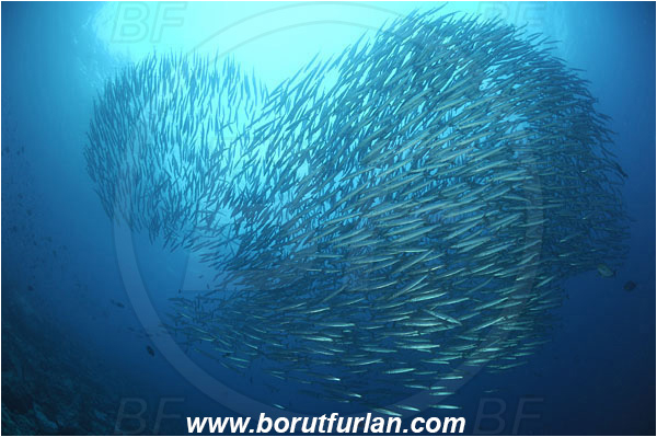 Malpelo, Columbia, Pacific ocean, Sphyraena idiastes, Sphyraena, Sphyraenidae, Pelican barracuda, Barracuda, Fish, Fish school
