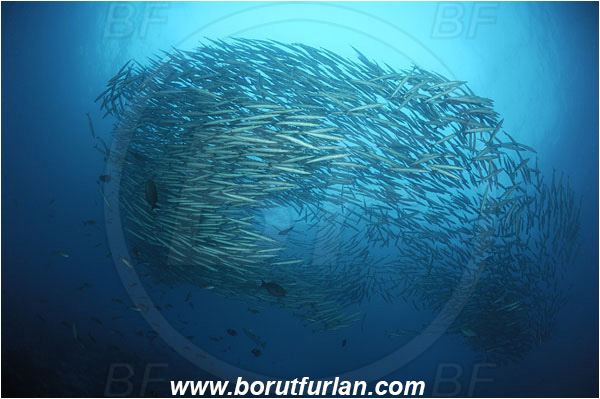Malpelo, Columbia, Pacific ocean, Sphyraena idiastes, Sphyraena, Sphyraenidae, Pelican barracuda, Barracuda, Fish, Fish school