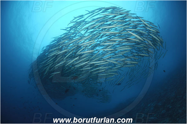 Malpelo, Columbia, Pacific ocean, Sphyraena idiastes, Sphyraena, Sphyraenidae, Pelican barracuda, Barracuda, Fish, Fish school, Reef