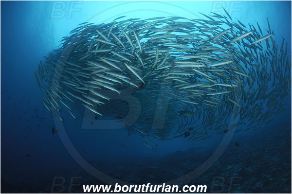 Malpelo, Columbia, Pacific ocean, Sphyraena idiastes, Sphyraena, Sphyraenidae, Pelican barracuda, Barracuda, Fish, Fish school, Reef