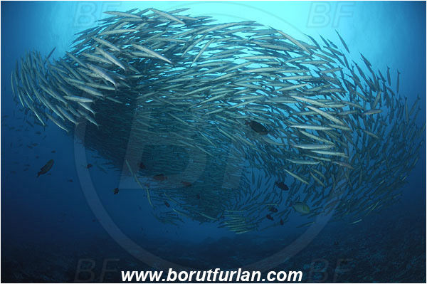 Malpelo, Columbia, Pacific ocean, Sphyraena idiastes, Sphyraena, Sphyraenidae, Pelican barracuda, Barracuda, Fish, Fish school, Reef