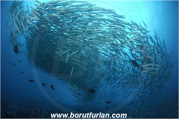 Malpelo, Columbia, Pacific ocean, Sphyraena idiastes, Sphyraena, Sphyraenidae, Pelican barracuda, Barracuda, Fish, Fish school, Reef