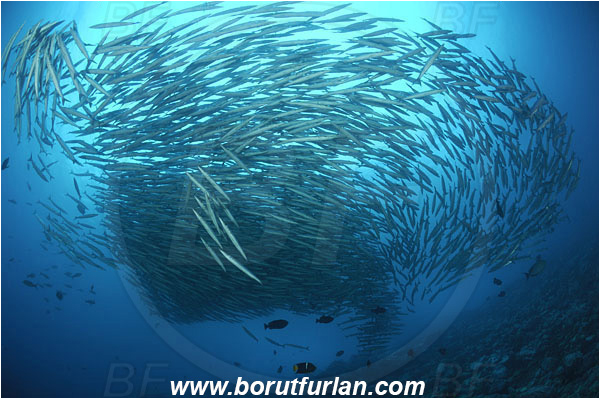 Malpelo, Columbia, Pacific ocean, Sphyraena idiastes, Sphyraena, Sphyraenidae, Pelican barracuda, Barracuda, Fish, Fish school, Reef